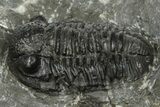 Detailed Gerastos Trilobite Fossil - Morocco #372449-2